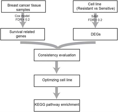 Identification of Tamoxifen-Resistant Breast Cancer Cell Lines and Drug Response Signature